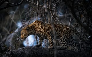 Обои дерево, большая кошка, Африка, леопард, ветки