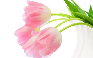 Картинка тюльпаны, белый, розовые, бутоны