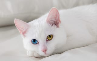 Картинка кошка, белый, глаза
