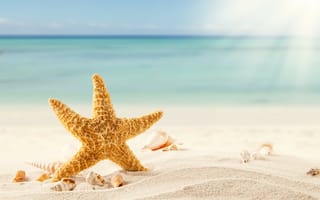 Картинка тропики, ракушки, sand, shells, beach, песок, море, морская звезда, sea, пляж, starfish, tropics