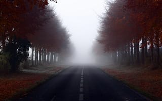 Обои дорога, туман, деревья, пейзаж