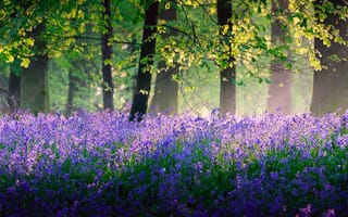 Картинка природа, Май, лес, весна, Англия, колокольчики, деревья, свет, цветы