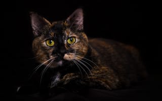 Картинка кот, трехцветный, темный фон, портрет, взгляд