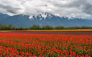 Картинка природа, горы, поле, снег, цветы, тюльпаны, пейзаж, облака