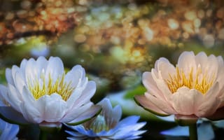 Картинка 3D, цветы, водяные лилии