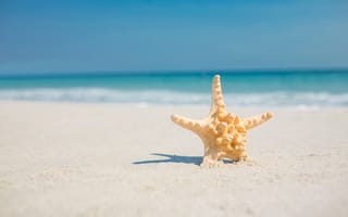 Картинка песок, море, пляж, sand, звезда, starfish, summer, beach, sea