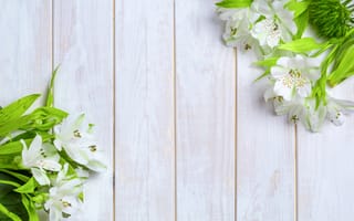 Картинка белый, цветы, альстромерия
