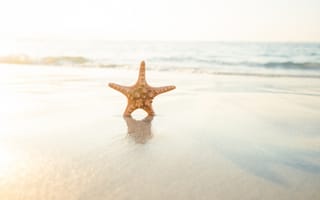 Картинка песок, море, звезда, пляж, sea, beach, summer, starfish, sand