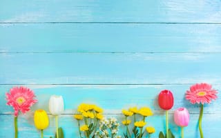 Картинка цветы, весна, герберы, wood, flowers, colorful, хризантемы, тюльпаны