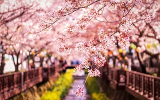 Обои сакура, весна, ветки, Япония