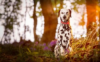 Картинка wood, dalmatian, dog, puppy
