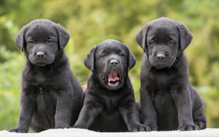 Картинка собаки, щенки, троица, трио