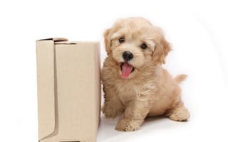 Картинка собака, коробка, щенок
