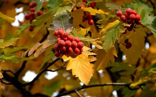 Картинка рябина, листья, осень, ягоды