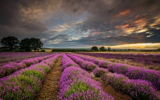 Картинка поле, лаванда, Великобритания, Англия, закат, облака, графство Хэмпшир, природа
