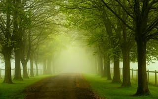 Обои листья, лес, природа, деревья, colorful, leaves, road, path, дорога, forest, nature, trees, walk