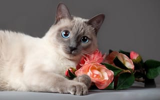 Картинка кот, животное, взгляд, Анна Верзина, кошка, розы, Anna Verzina, цветы