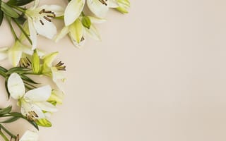 Картинка цветы, лилии, белые, бутоны