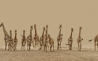 Картинка Животные, бег, жирафы, пустыня