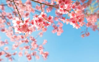 Картинка небо, ветки, blossom, sakura, сакура, весна, цветение, pink