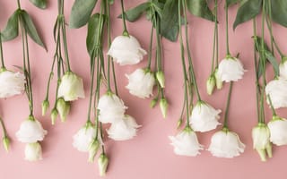 Картинка цветы, white, eustoma, эустома, белые, flowers, бутоны