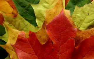 Картинка макро осень, парк, листок, цвета, лес, листопад, листья, leaves macro autumn style, листва