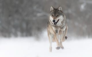 Обои зима, природа, волк