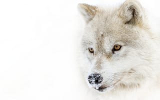 Картинка Arctic wolf, полярный волк, взгляд, хищник, снег