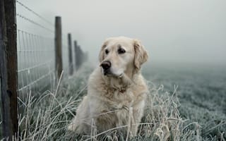 Картинка собака, забор, взгляд, друг