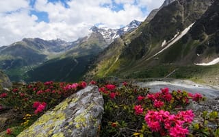 Картинка горы, цветы, пейзаж