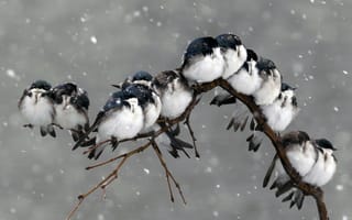 Картинка природа, птицы, снег, ветка