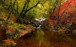 Картинка Осень, Trees, Forest, Речка, Fall, Autumn, River, Лес, Деревья
