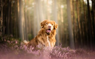 Картинка лес, Новошотландский ретривер, вереск, собака