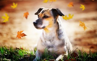 Картинка листья, друг, осень, собака