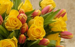 Обои желтые, тюльпаны, букет, розы, цветы