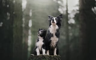 Картинка лес, собаки