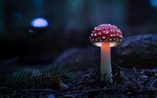 Картинка лес, гриб, природа