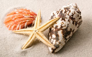 Обои seashells, beach, starfish, песок, sand, ракушки