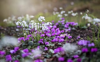 Картинка цветы, весна, Jacky Parker, подснежники, природа, цикламены