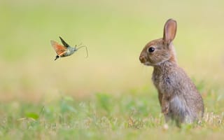 Картинка бабочка, природа, животные, кролик