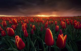 Картинка закат, Огненные тюльпаны, тучи, вечер, Нидерланды, поле, Весна, свет, небо, облака, цветы