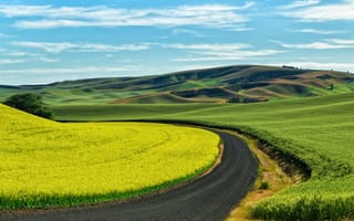 Картинка пшеница, рапс, США, посевы, Palouse, проселочная дорога, поля, юго-восточный Вашингтон