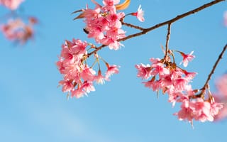 Картинка небо, ветки, pink, cherry, весна, цветение, blossom, bloom, sakura, spring, сакура