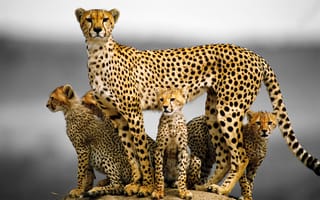 Картинка гепард, котята, кошка, семья