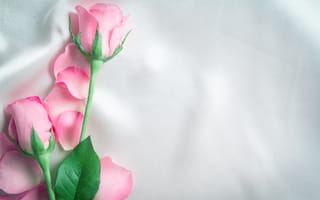 Картинка цветы, розы, beautiful, pink, лепестки, розовые, roses, silk, flowers, шелк, бутоны, fresh