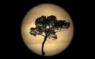 Обои ночь, силуэт, дерево, небо, луна