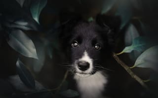Картинка взгляд, листья, собака