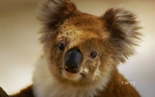 Картинка коала, австралия, сумчатое, травоядное