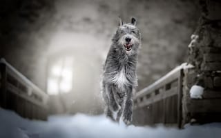 Картинка зима, собака, снег