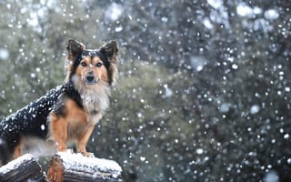 Картинка собака, снег, друг, взгляд